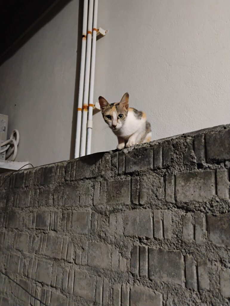 Mom cat with her kittens